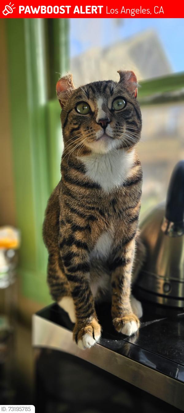 Lost Male Cat last seen Laveta and sunset, Los Angeles, CA 90026