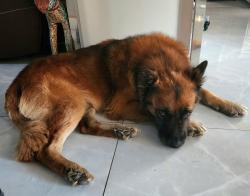 Found/Stray Male Dog last seen Pointe Golf Club Dr and Hearn, Phoenix, Az, Phoenix, AZ 85022