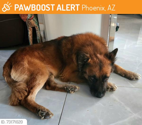 Found/Stray Male Dog last seen Pointe Golf Club Dr and Hearn, Phoenix, Az, Phoenix, AZ 85022