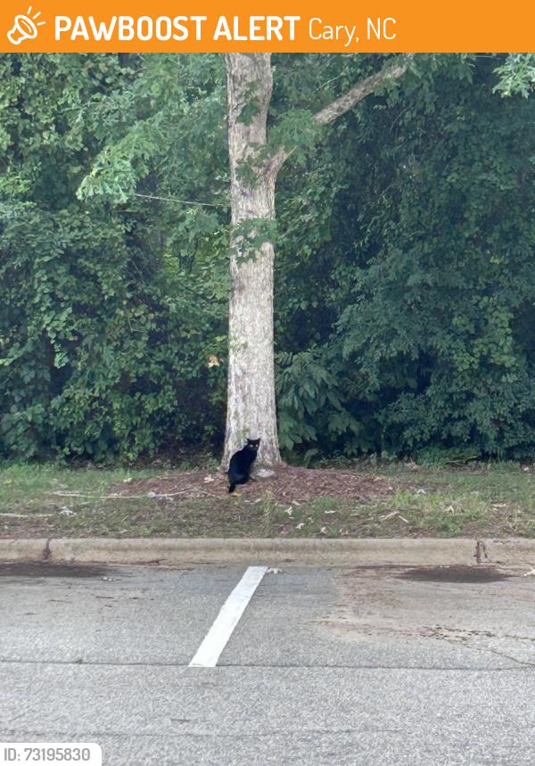 Found/Stray Unknown Cat last seen In front of 3000 building, near woods, Cary, NC 27519