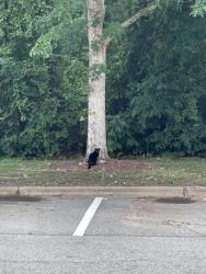 Found/Stray Unknown Cat last seen In front of 3000 building, near woods, Cary, NC 27519