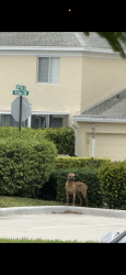 Found/Stray Unknown Dog last seen Sunset point park, Tamarac, FL 33321