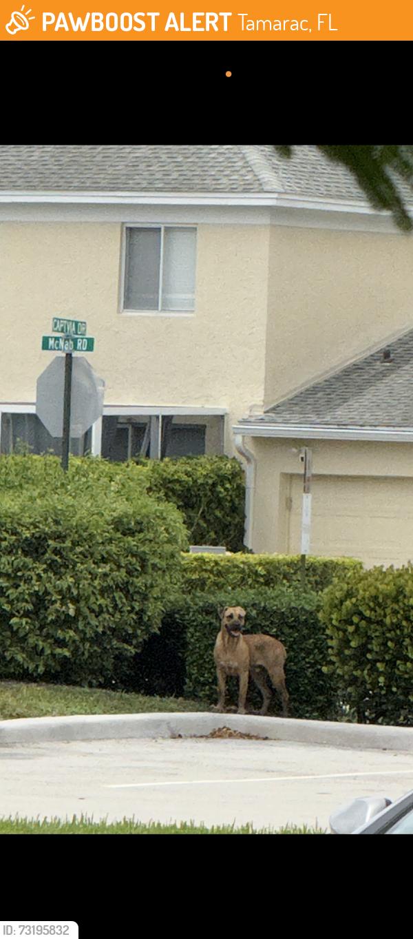 Found/Stray Unknown Dog last seen Sunset point park, Tamarac, FL 33321