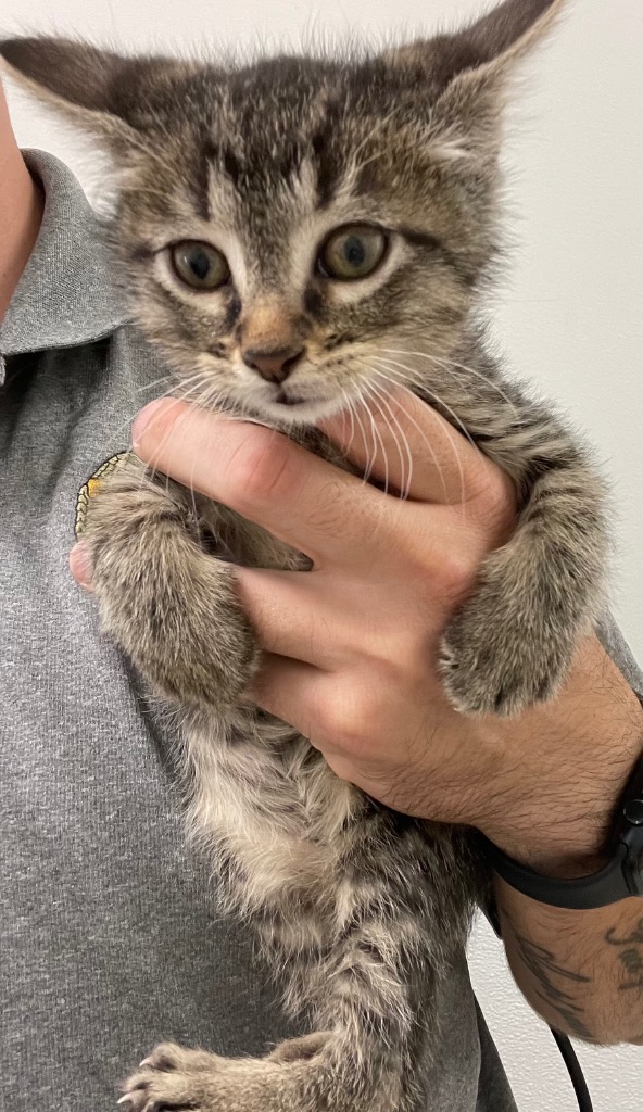 Shelter Stray Male Cat last seen Forest park, 8485 E Reno Ave, Midwest City, OK 73110, USA