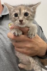 Shelter Stray Female Cat last seen Forest park, 8485 E Reno Ave, Midwest City, OK 73110, USA