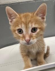 Shelter Stray Male Cat last seen Forest park, 8485 E Reno Ave, Midwest City, OK 73110, USA