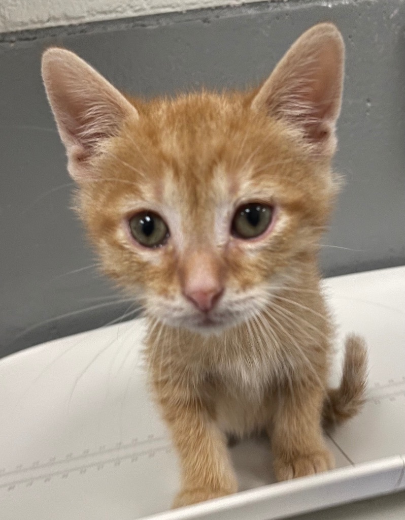 Shelter Stray Male Cat last seen Forest park, 8485 E Reno Ave, Midwest City, OK 73110, USA