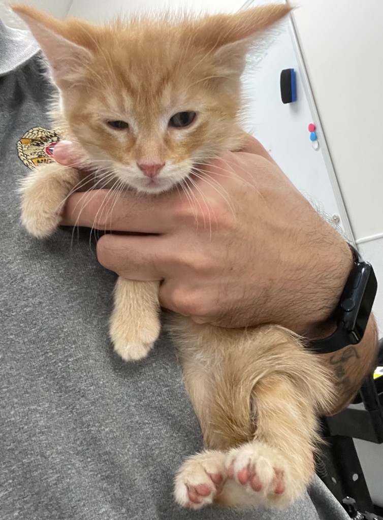 Shelter Stray Male Cat last seen Forest park, 8485 E Reno Ave, Midwest City, OK 73110, USA