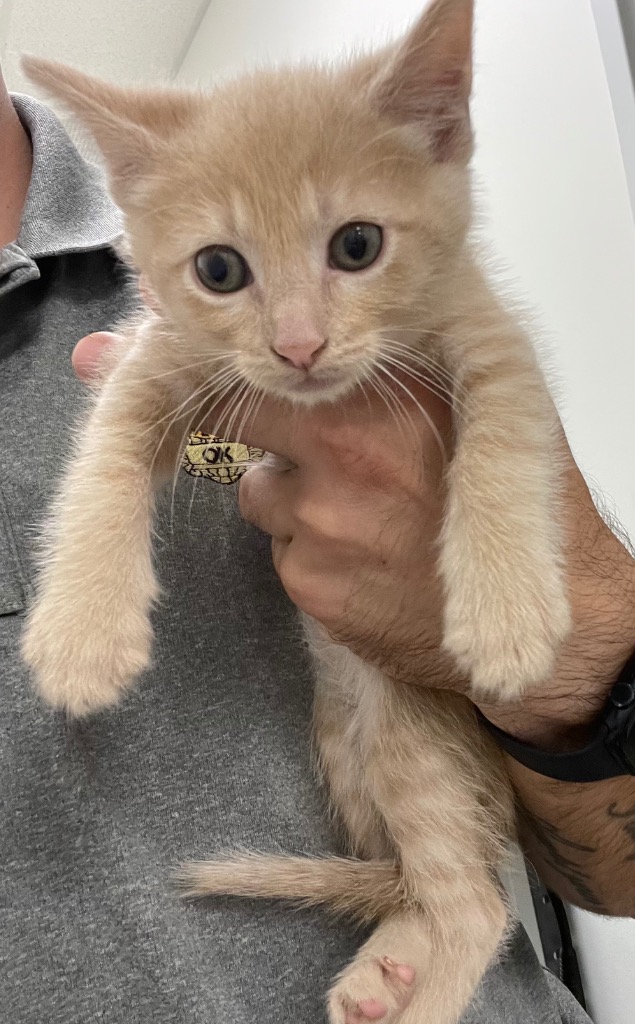 Shelter Stray Male Cat last seen Forest park, 8485 E Reno Ave, Midwest City, OK 73110, USA