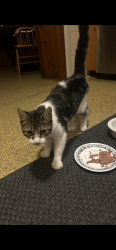 Found/Stray Male Cat last seen Prospect and Devon Ave, Bartlett, IL 60103