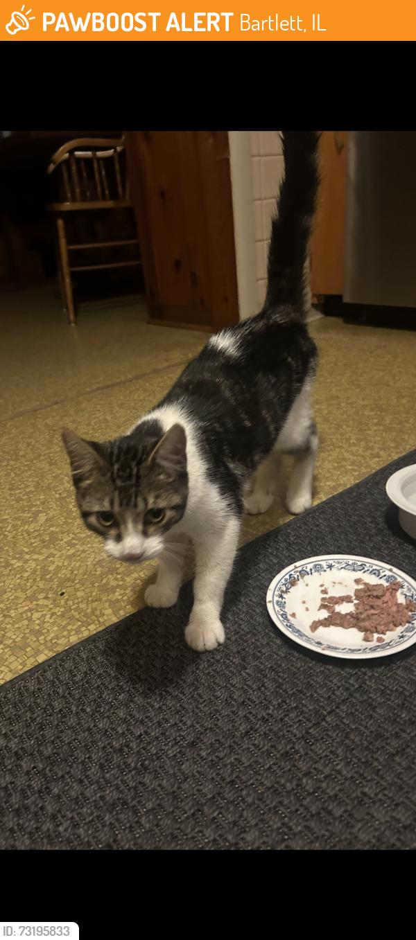 Found/Stray Male Cat last seen Prospect and Devon Ave, Bartlett, IL 60103