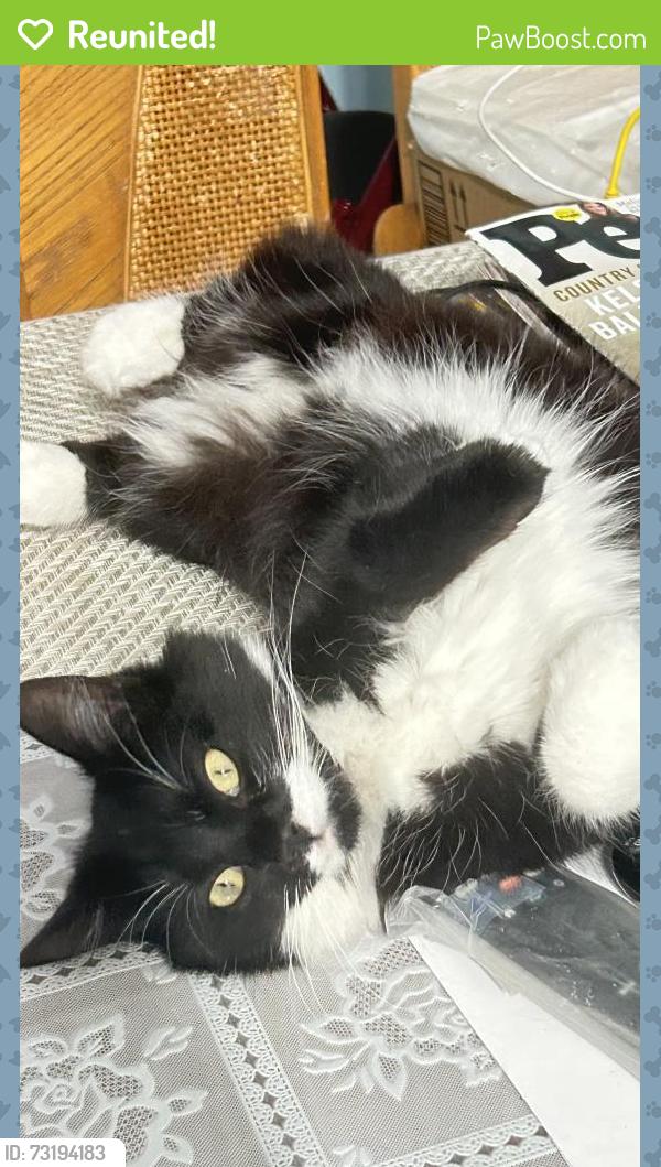 Reunited Female Cat last seen Heliotrope Ave & Nelson dr, Bell, CA 90201