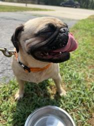 Found/Stray Female Dog last seen Route 59 at route 52, Shorewood, IL 60404