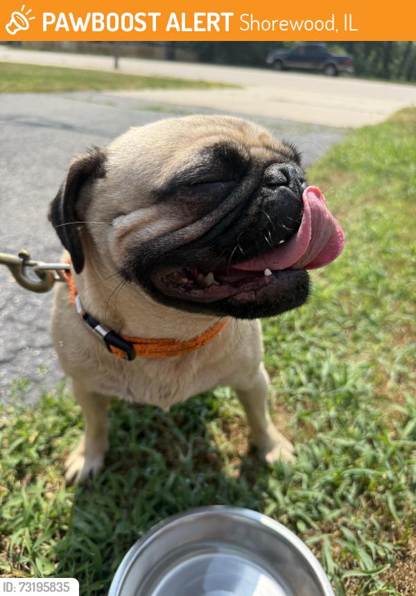 Found/Stray Female Dog last seen Route 59 at route 52, Shorewood, IL 60404