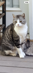 Lost Male Cat last seen Julia, Nixon, Willerine, Belmont, NC 28012