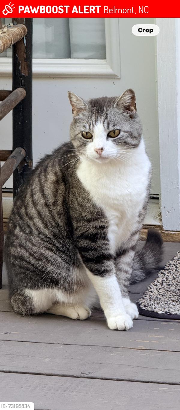 Lost Male Cat last seen Julia, Nixon, Willerine, Belmont, NC 28012