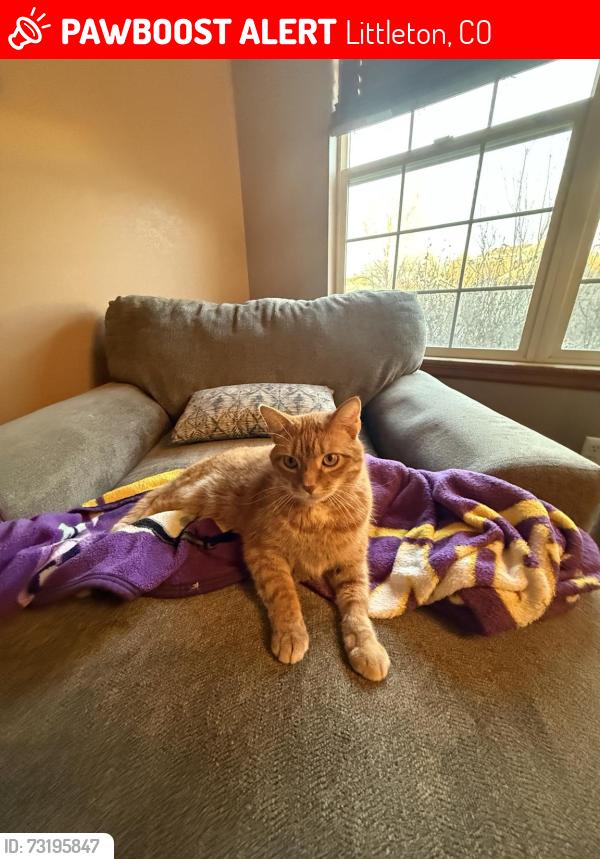 Lost Male Cat last seen Santa Fe and Highlands Ranch Parkway, Littleton, CO 80129