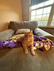 Lost Male Cat last seen Santa Fe and Highlands Ranch Parkway, Littleton, CO 80129