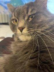 Reunited Male Cat last seen Lawrance - Victoria Park, Toronto, ON 