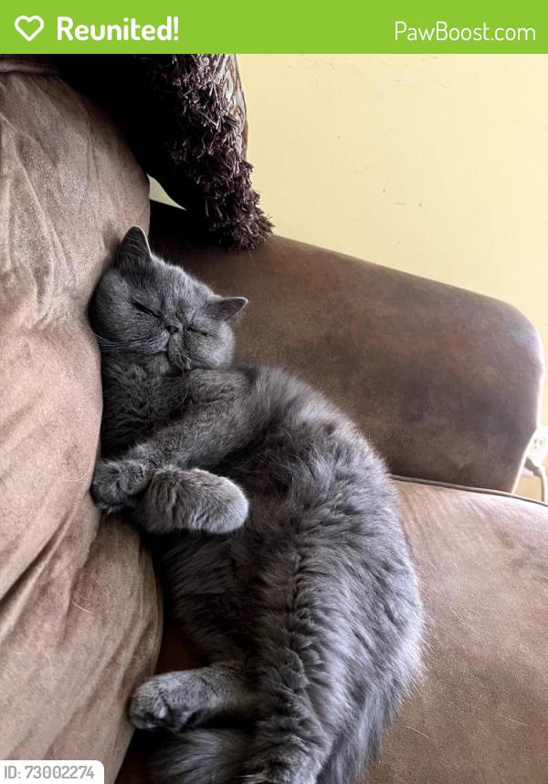 Reunited Male Cat last seen Marsh Road and Rte 102, Hudson, NH 03051