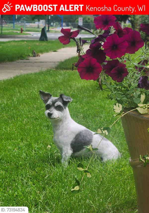 Lost Male Dog last seen Home, Lakeshore Dr and 96th, Carol Beach, PP, Kenosha County, WI 53158