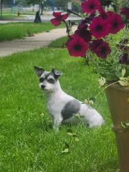 Lost Male Dog last seen Home, Lakeshore Dr and 96th, Carol Beach, PP, Kenosha County, WI 53158