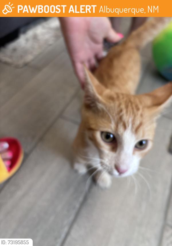 Found/Stray Male Cat last seen Old coors, Albuquerque, NM 87105