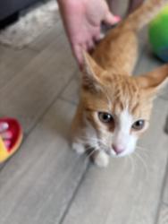 Found/Stray Male Cat last seen Old coors, Albuquerque, NM 87105
