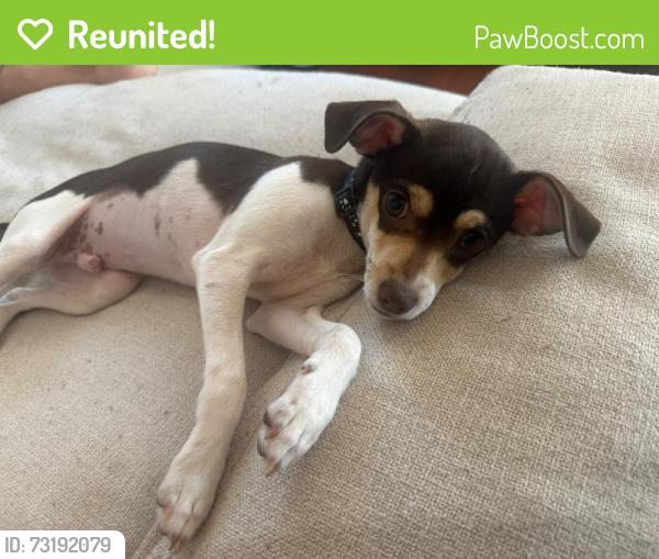 Reunited Male Dog last seen Dronfield Ave and Tyler St, Los Angeles, CA 91342