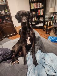 Reunited Female Dog last seen Bunton St & Robertson St, Bunton St & Cetti St, Houston, TX 77009