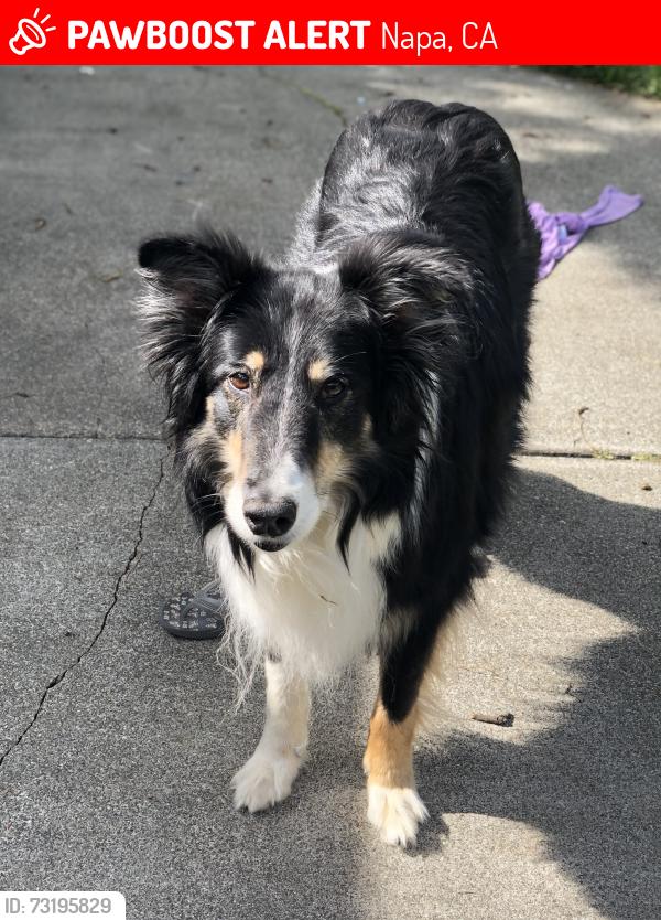 Lost Female Dog last seen Maclean and Linda Vista, Napa, CA 94558