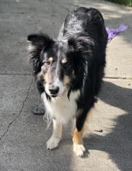 Lost Female Dog last seen Maclean and Linda Vista, Napa, CA 94558