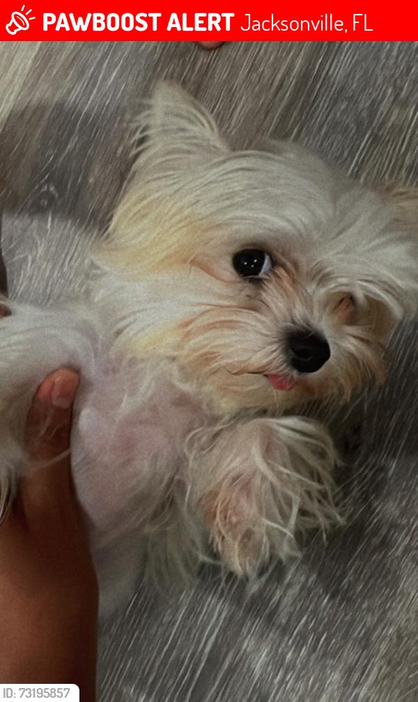 Lost Female Dog last seen Duval, Jacksonville, FL 32246
