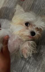 Lost Female Dog last seen Duval, Jacksonville, FL 32246