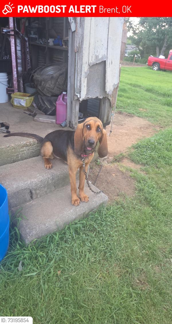 Lost Female Dog last seen US 141, Brent, OK 74936