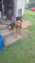 Lost Female Dog last seen US 141, Brent, OK 74936