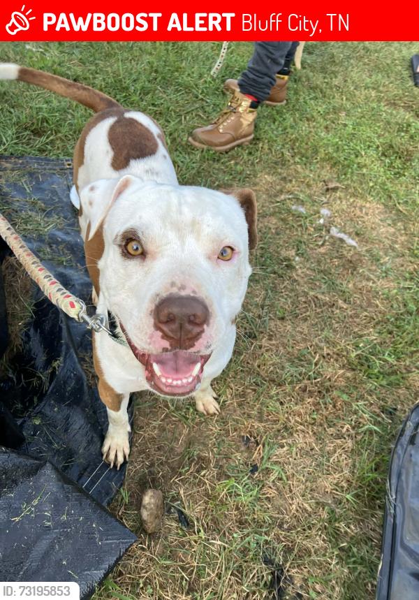 Lost Male Dog last seen Near dry branch road bluff city tn, Bluff City, TN 37618