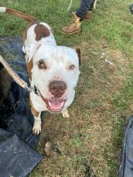 Lost Male Dog last seen Near dry branch road bluff city tn, Bluff City, TN 37618