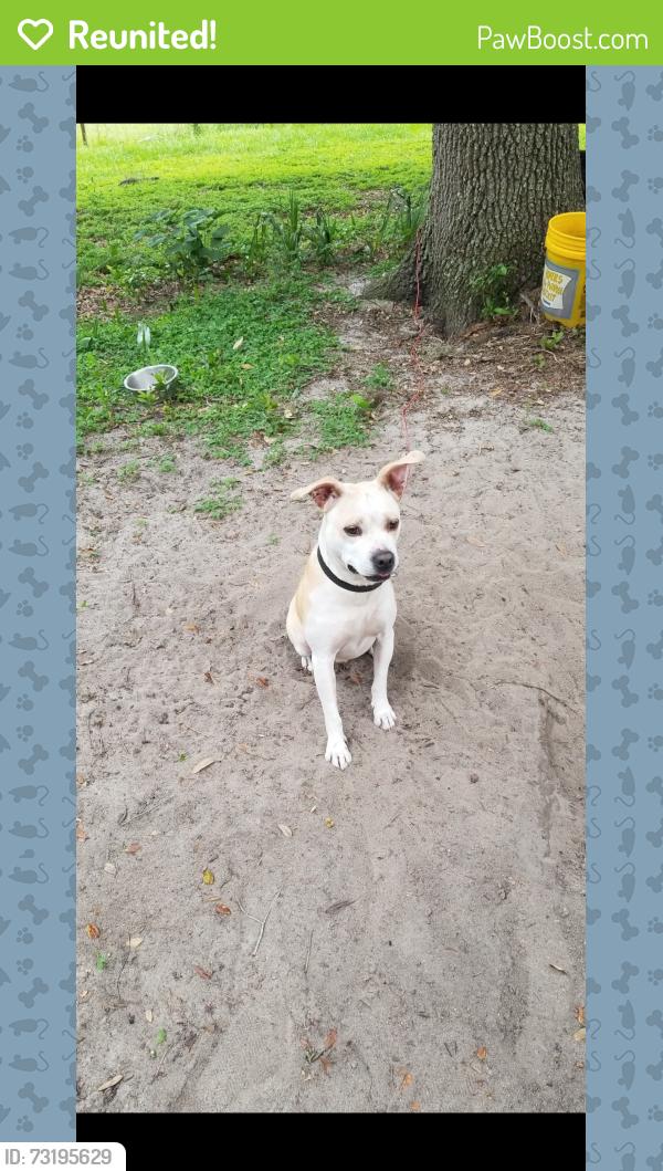 Reunited Male Dog last seen Holly grove rd, Weirsdale, FL 32195
