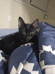 Found/Stray Male Cat last seen East Grace Street and Jefferson, Richmond, VA 23220