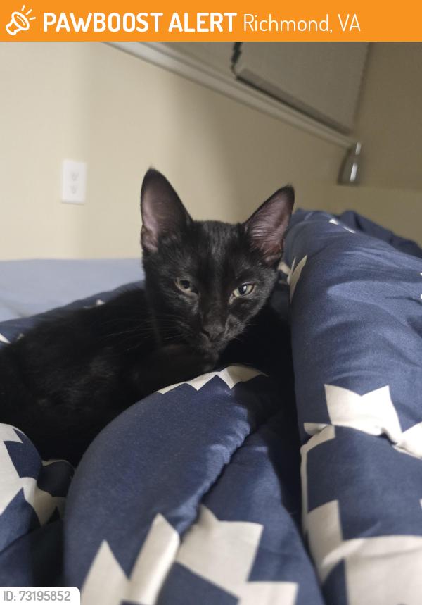 Found/Stray Male Cat last seen East Grace Street and Jefferson, Richmond, VA 23220
