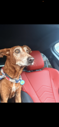 Reunited Female Dog last seen 6350SW 30th St Miami, FL 33155 United States, Miami, FL 33155