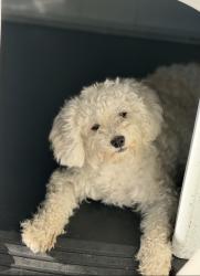 Lost Female Dog last seen Duval, Jacksonville, FL 32246