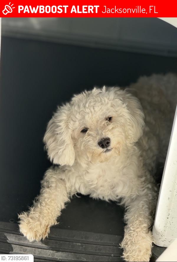 Lost Female Dog last seen Duval, Jacksonville, FL 32246