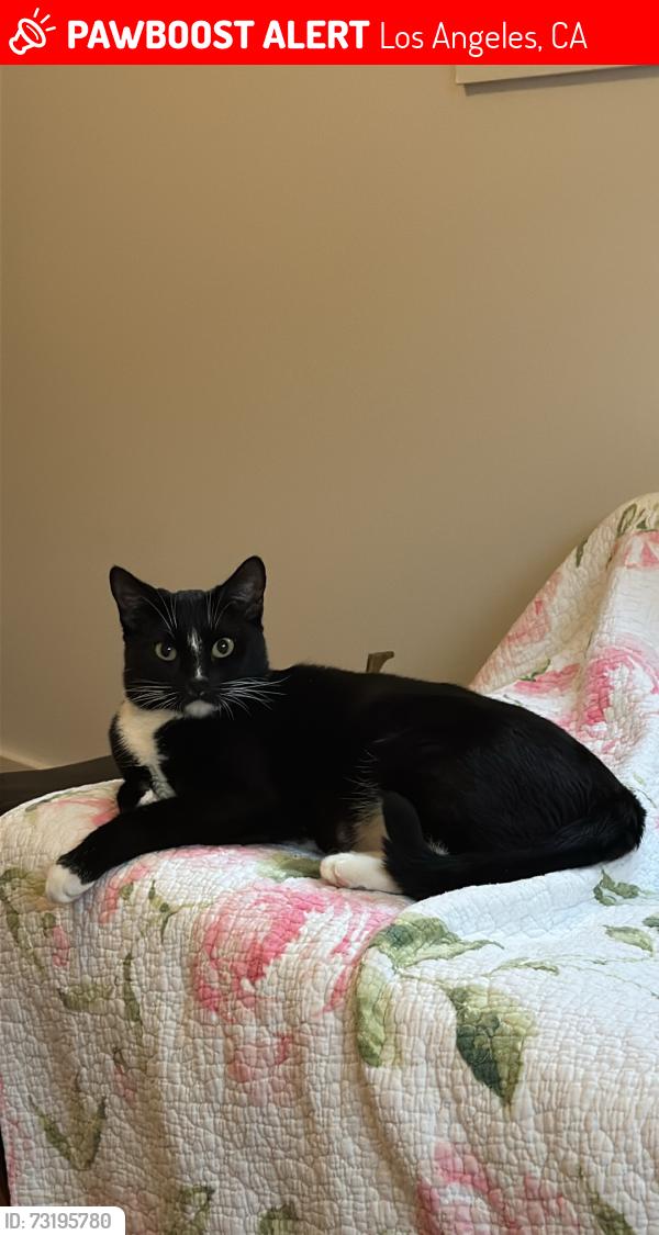 Lost Female Cat last seen N Sycamore Ave & Clinton St (Southeast corner of Melrose Ave & N LaBrea Ave), Los Angeles, CA 90036