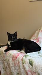 Lost Female Cat last seen N Sycamore Ave & Clinton St (Southeast corner of Melrose Ave & N LaBrea Ave), Los Angeles, CA 90036