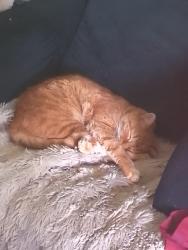 Reunited Male Cat last seen Near old ferry road, unit 10c. Shalimar, Fl. Unit 10C, Shalimar, FL 32579