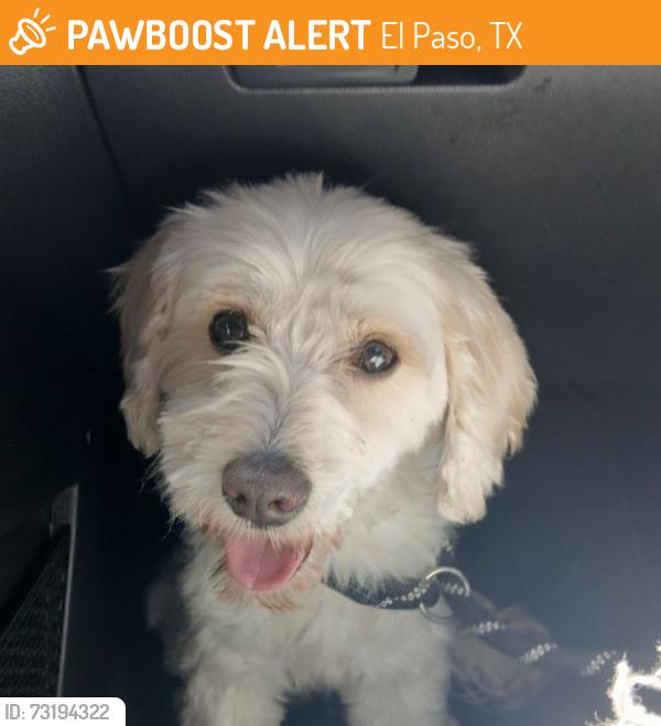 Found/Stray Male Dog last seen rubin and pete payan, El Paso, TX 79912