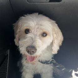 Found/Stray Male Dog last seen rubin and pete payan, El Paso, TX 79912