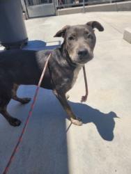 Shelter Stray Male Dog last seen , 957 N Gaffey St, San Pedro, CA 90731, USA